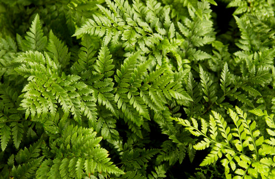 Leatherfern Plant