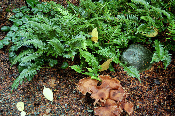 Leatherleaf Fern - 5 Gallon