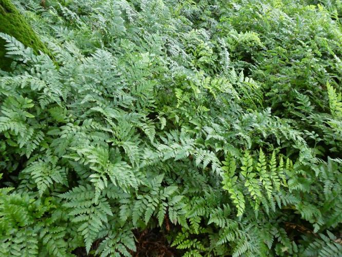 Leatherleaf Fern - 5 Gallon