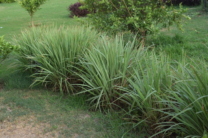 Lemon Grass Plant - 5 Gallon