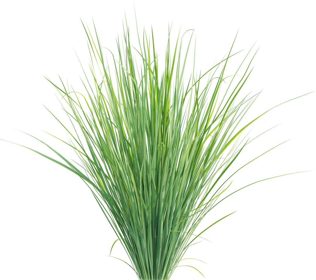 Lemon Grass Plant - 5 Gallon