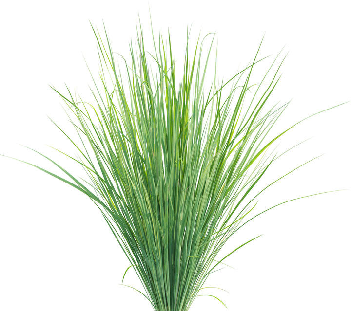 Lemon Grass Plant - 5 Gallon