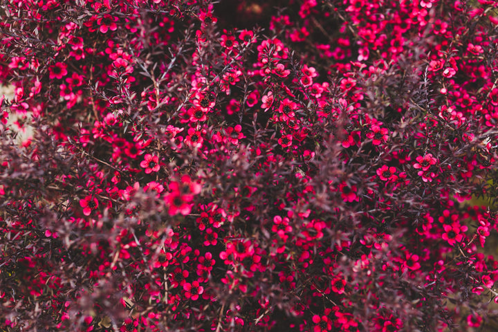 Leptospermu Ruby Glow Plant