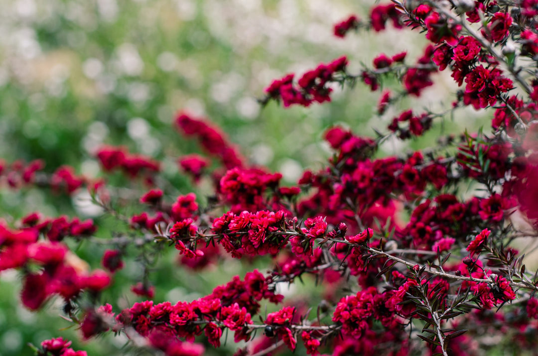 Leptospermu Ruby Glow Plant