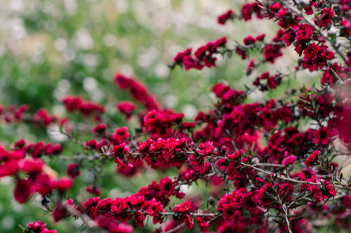 Leptospermu Ruby Glow Plant