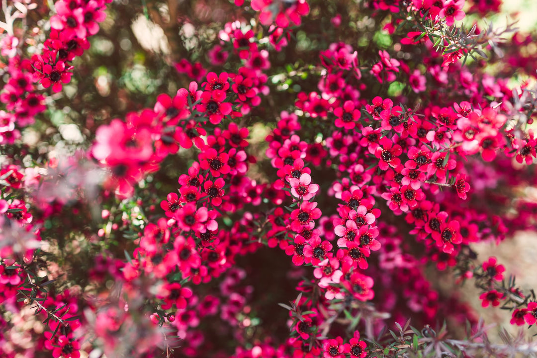 Leptospermu Ruby Glow Plant