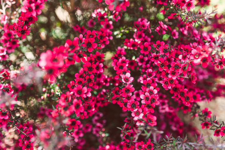 Leptospermu Ruby Glow Plant