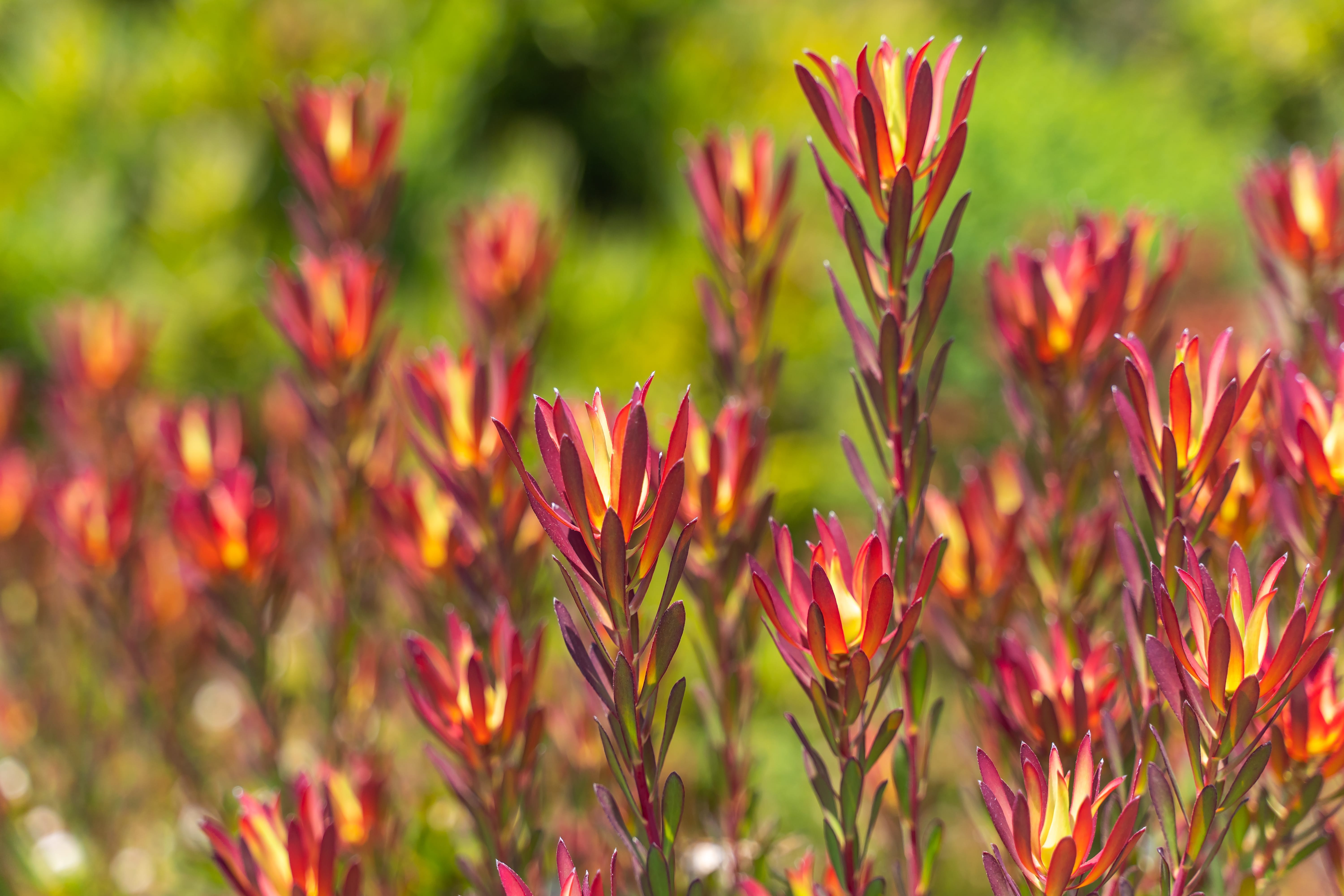 PlantClearance Leucadendron - Thumbnail 3