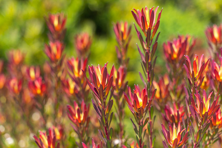 Leucadendron 'Summer Red'