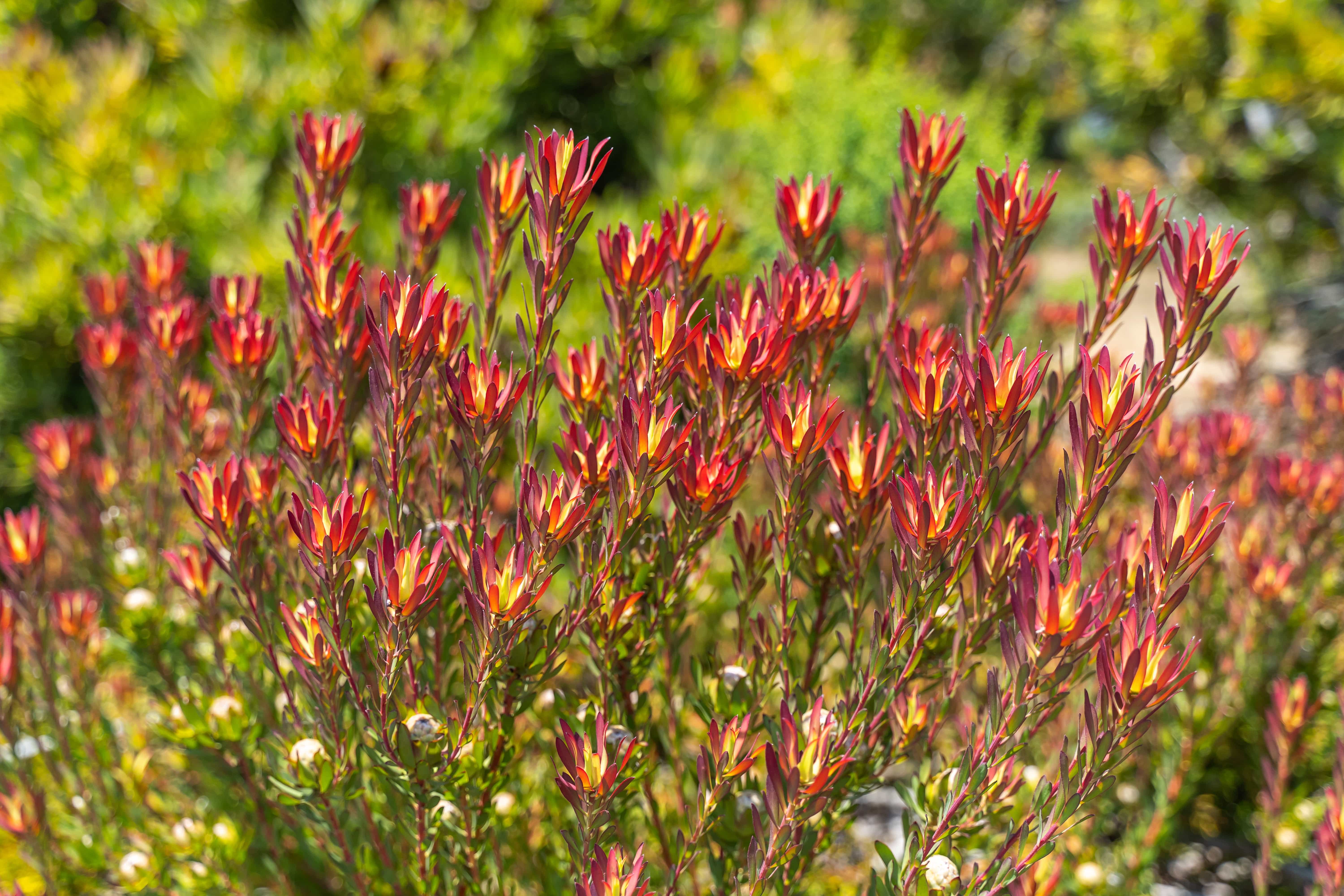 PlantClearance Leucadendron - Thumbnail 2