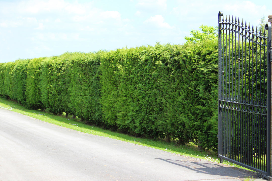 Leyland Cypress
