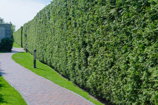 Leyland Cypress