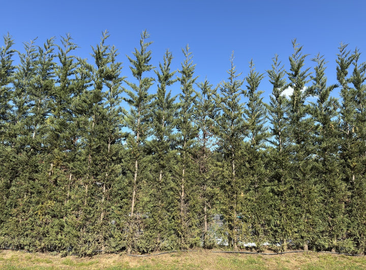 Leyland Cypress