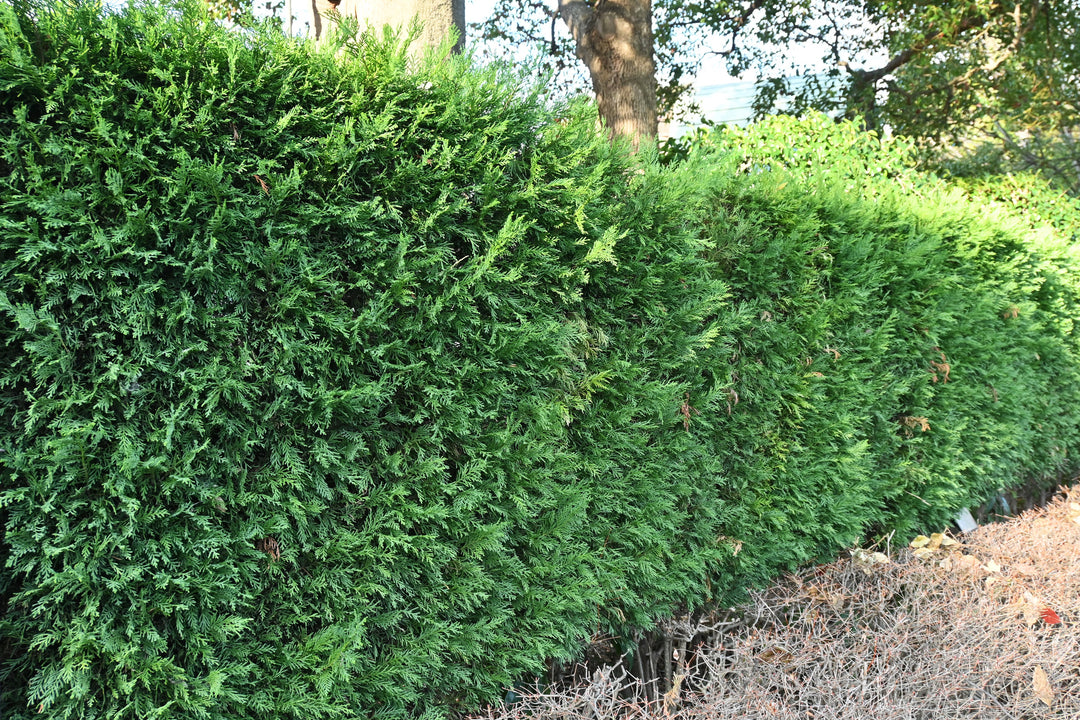 Leyland Cypress