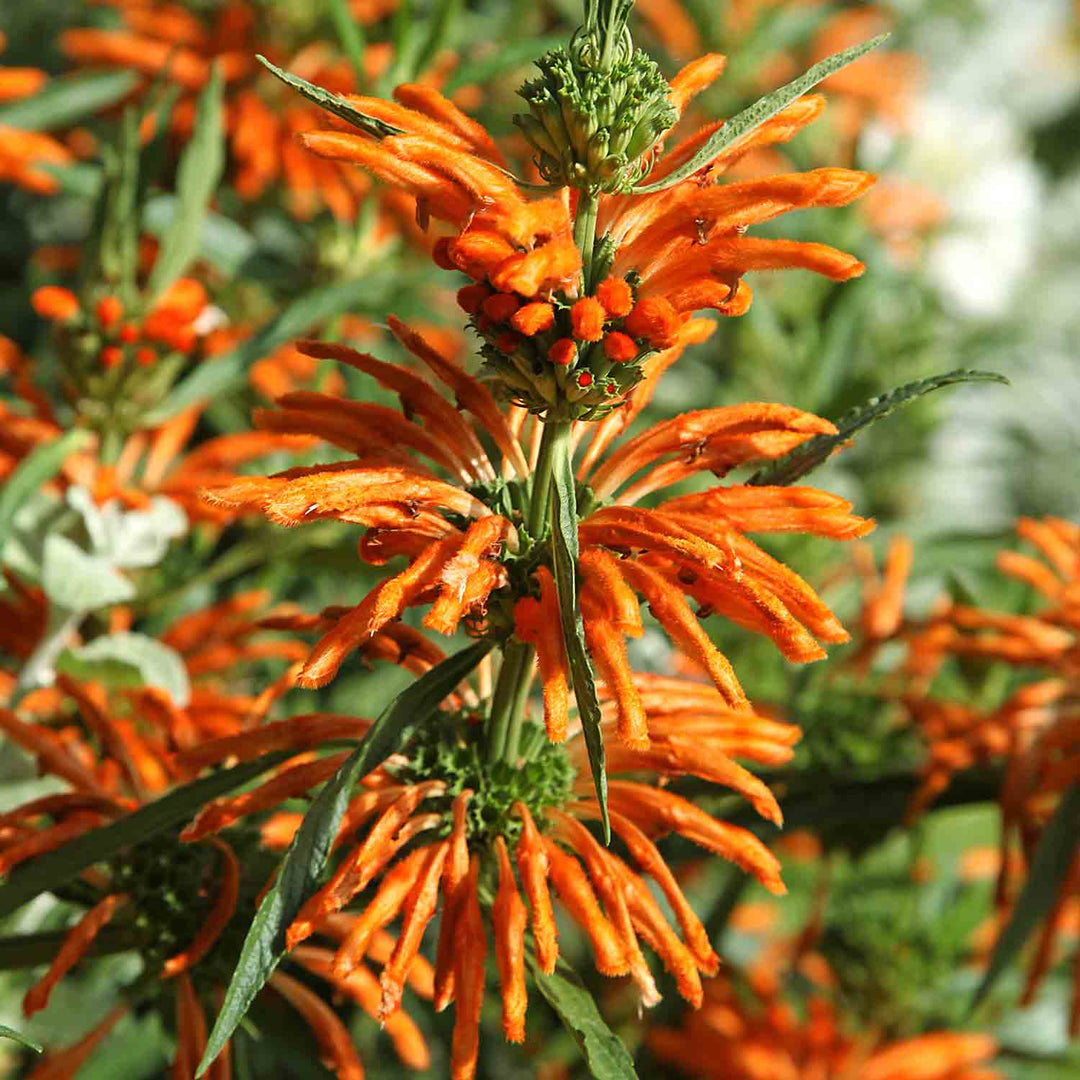 lion's tail plant seeds Lion's Tail