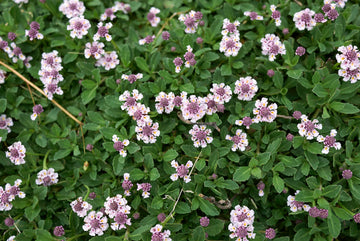 Lippia - Flat