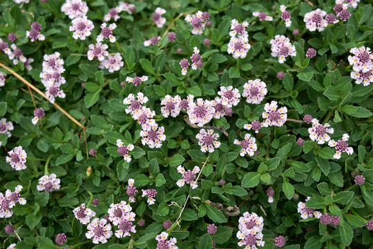 Lippia - Flat