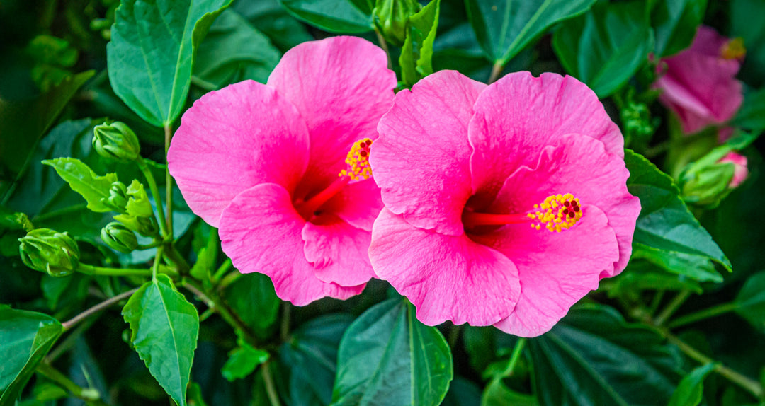 Pink Hibiscus - 5 Gallon