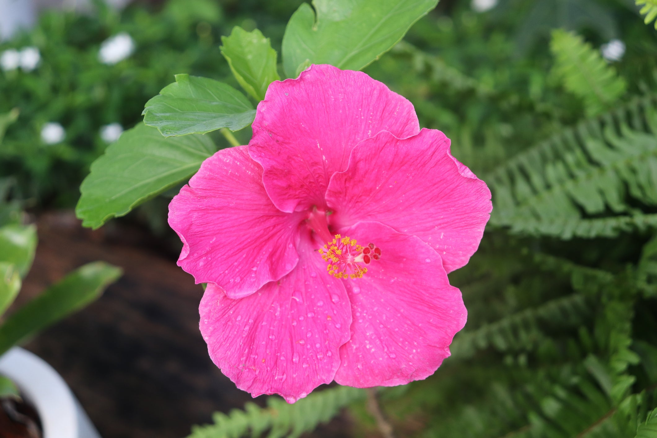 Pink Hibiscus Flower Plant - 5 and 15 Gallon - Plant Clearance