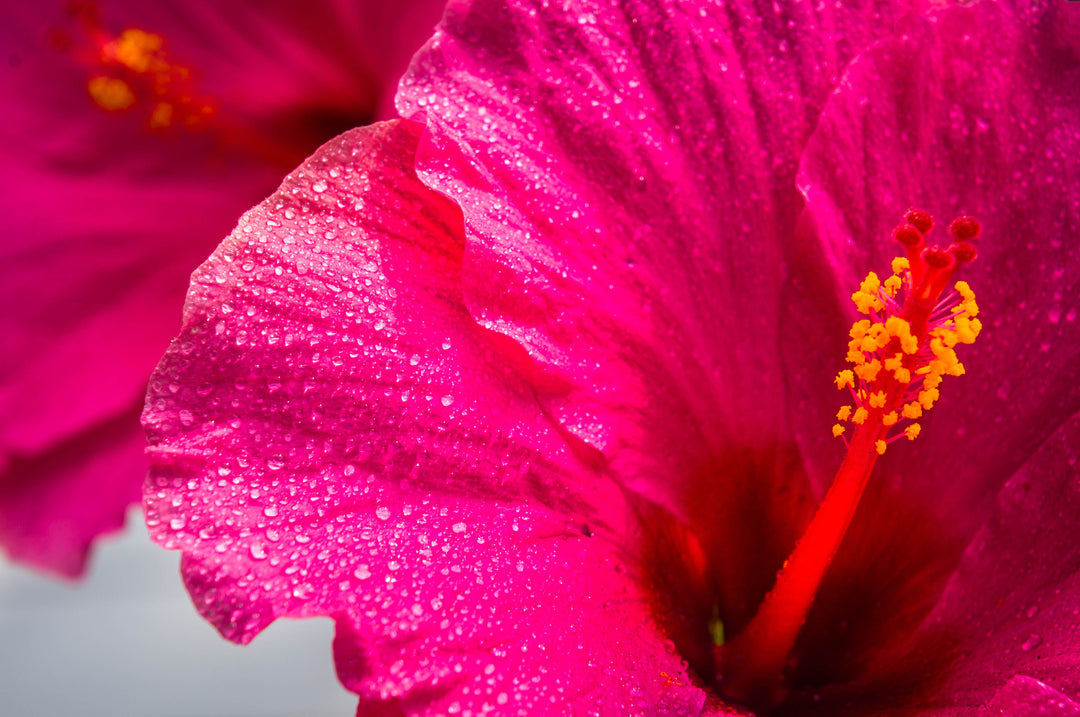 Pink Hibiscus - 5 Gallon