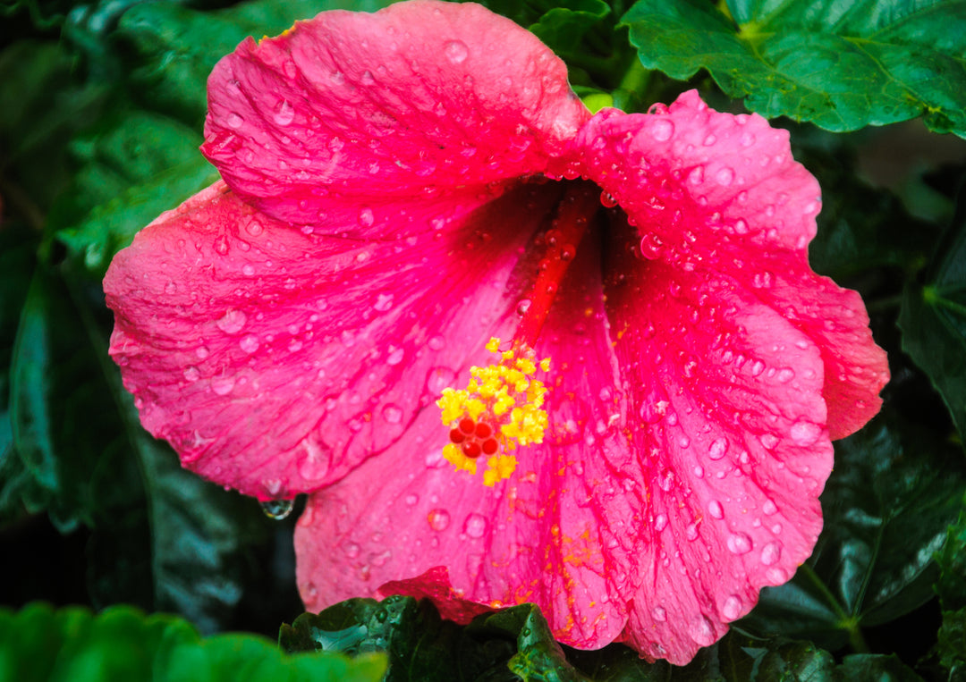 Pink Hibiscus - 5 Gallon