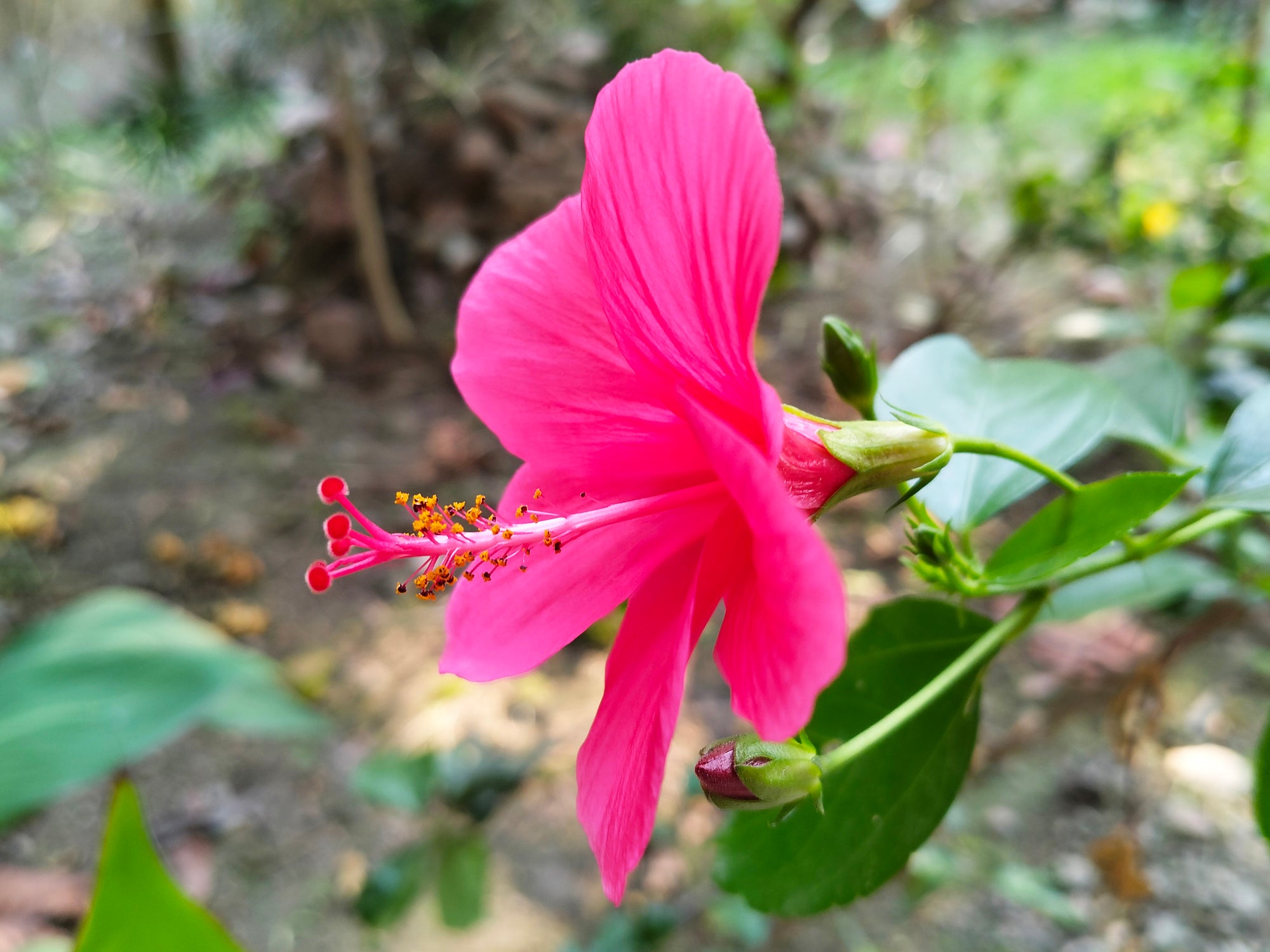 Pink Hibiscus Flower Plant - 5 and 15 Gallon - Plant Clearance