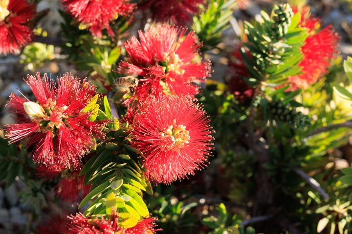 Little John Dwarf Bottlebrush