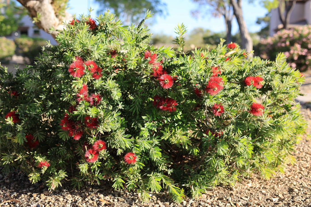 best fertilizer for bottlebrush plant Callistemon 'Little John' Dwarf Bottlebrush - 5 Gallon