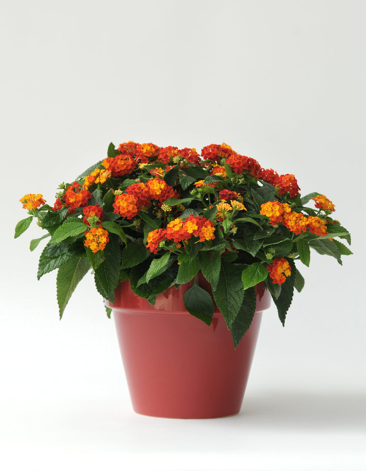 Little Lucky™ Red Lantana
