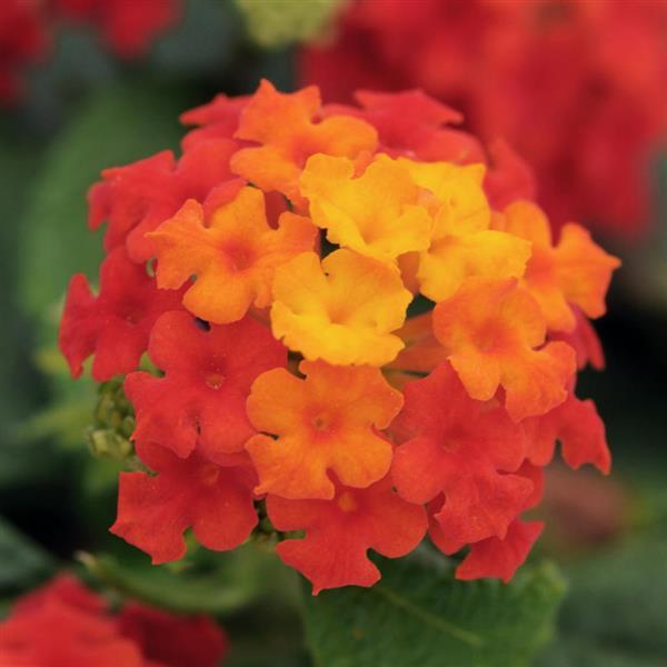 Little Lucky™ Red Lantana