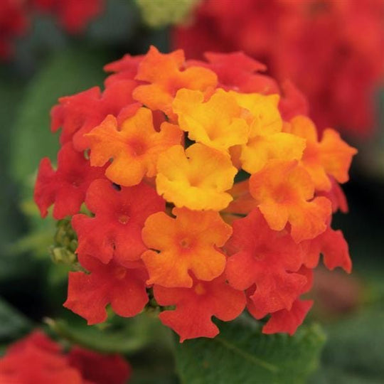Little Lucky™ Red Lantana