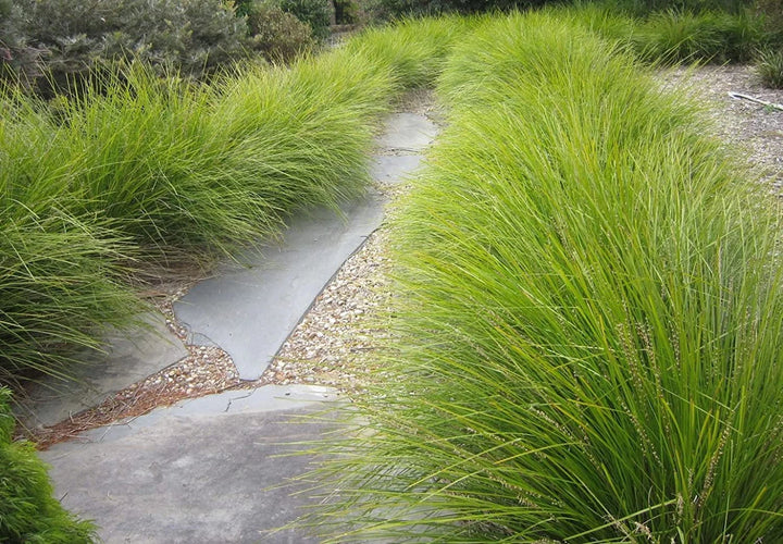 Lomandra longifolia Breeze - 5 Gallon