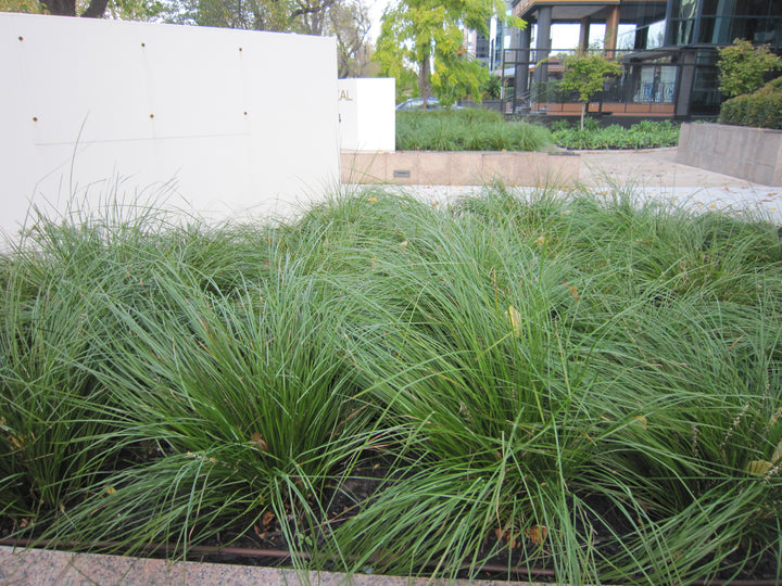 Lomandra longifolia Breeze - 5 Gallon