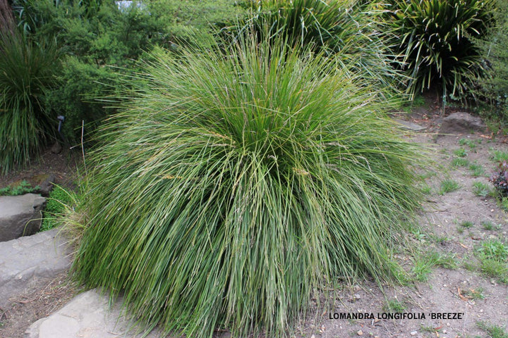 Lomandra longifolia Breeze - 5 Gallon