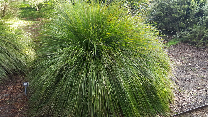 Lomandra longifolia Breeze - 5 Gallon