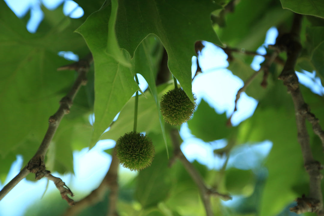 London Plane Sycamore Tree