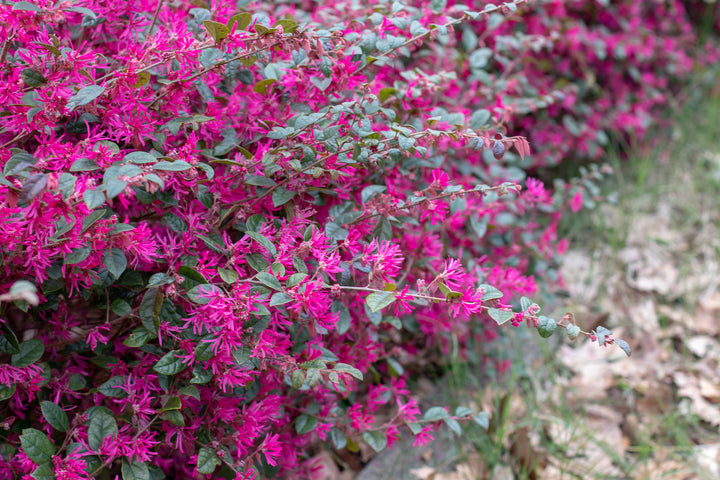 Loropetalum Chinense Fringe Flower 'Plum Delight'