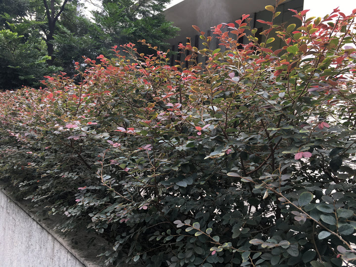 Loropetalum Chinense Fringe Flower 'Plum Delight'