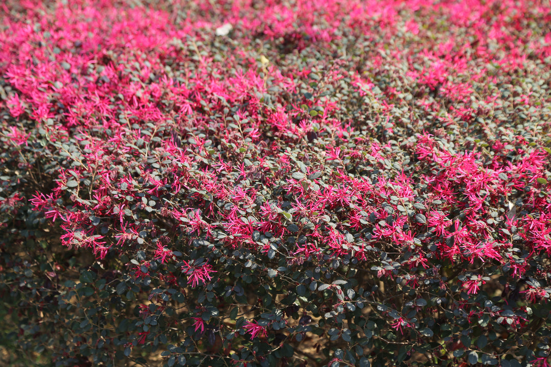 Loropetalum Chinense Fringe Flower 'Plum Delight'