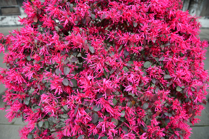 Loropetalum Chinense Fringe Flower 'Plum Delight'