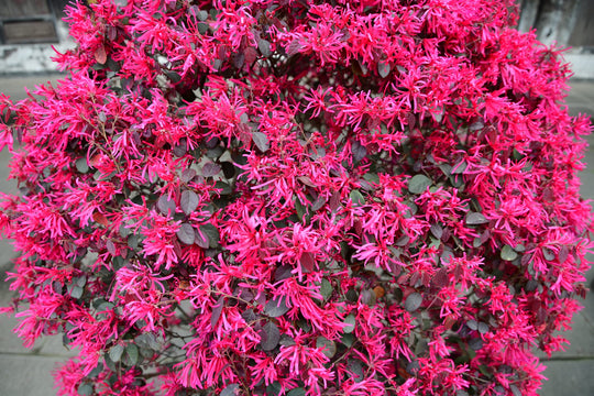 Loropetalum Chinesefringeflower Plant