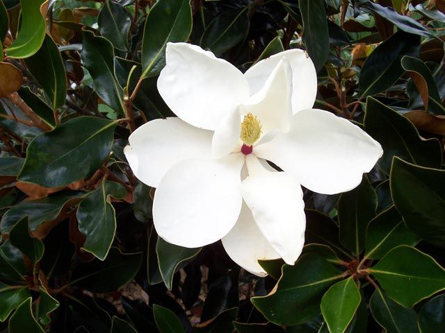 Magnolia grandiflora 'Little Gem' Low Branch - 15 Gallon