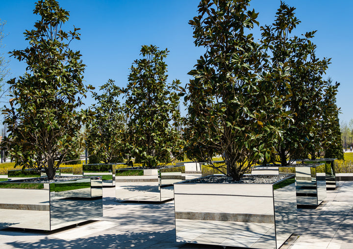 Southern Magnolia Tree