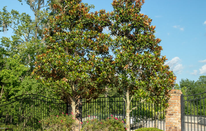 Southern Magnolia Tree