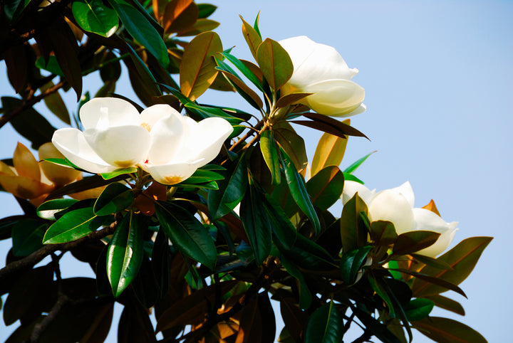 Southern Magnolia Tree