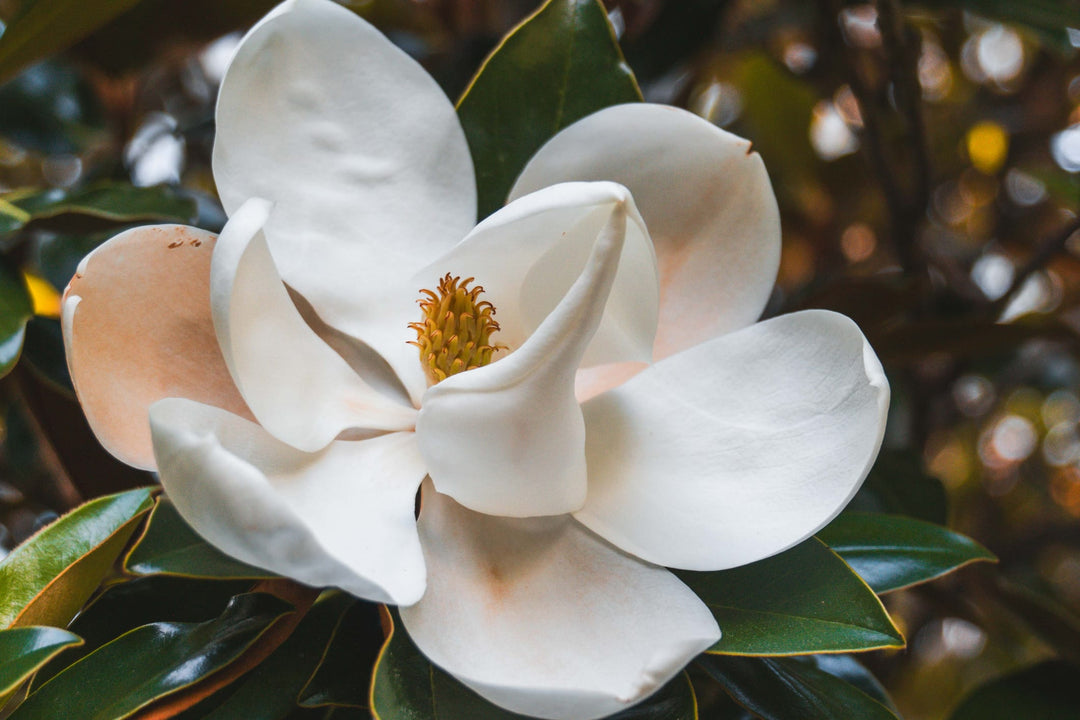 magnolia succulent Magnolia grandiflora 'Southern Magnolia' Standard - 24" Box