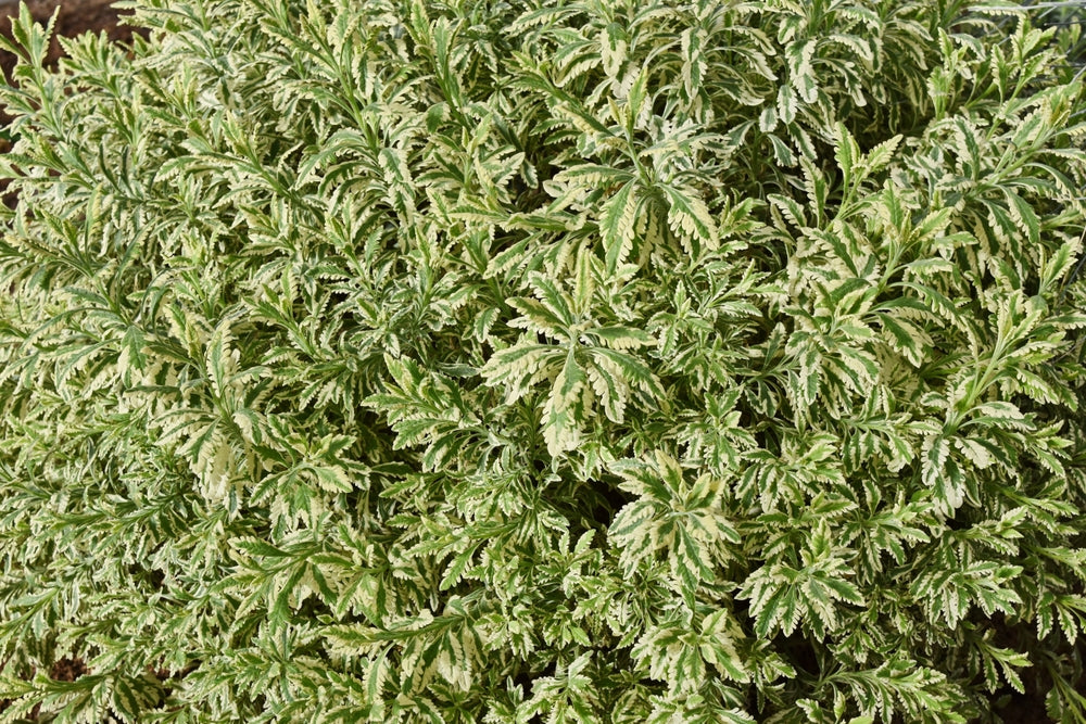 meerlo lavender plant Meerlo Lavender