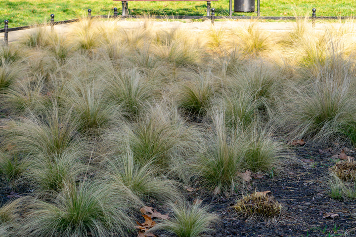 Mexican Feather Grass