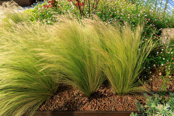 Mexican Feather Grass Plant