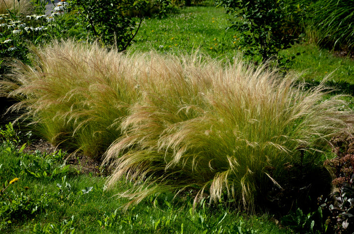 Mexican Feather Grass